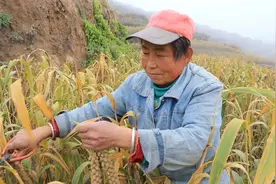 全国哪的小米最好吃？经评比，这5个地方比较出名，有你家乡吗？图片