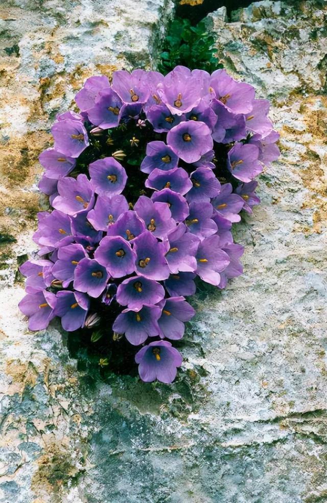 空林带冰月,老屋架霜烟.寂寞