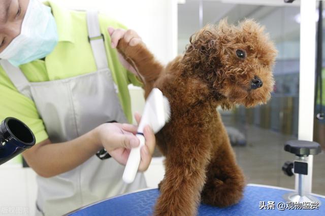 泰迪修剪美容剪毛教程，怎样给泰迪美容