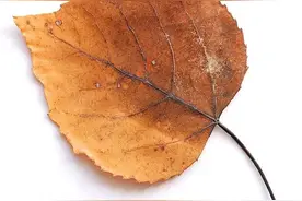 一片叶子带来的美感图片