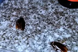 家里蟑螂多不要慌，只需一把洗衣粉，蟑螂不留一只活口图片