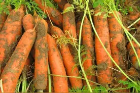 7月份这10种蔬菜可以种植，耐热耐旱，9-10月收获，菜农们别错过图片