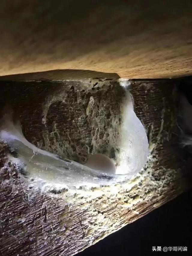 女人长期吃燕窝的好处和坏处 2025年女人长期吃燕窝的好处和坏处是什么