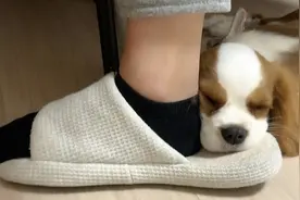 狗狗出现鼻子干有鼻涕，主人可以试试这样做图片