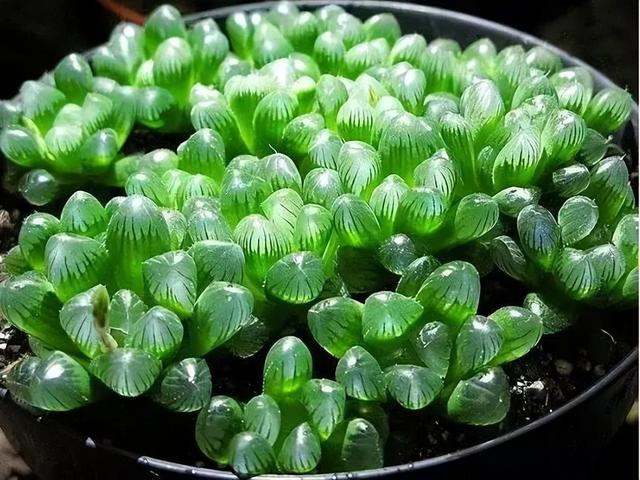 270种常见多肉图谱，一分钟认全！