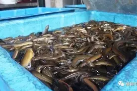 购买力下降，缅甸黄鳝价格下跌图片