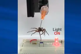 死蜘蛛被科学家改造成僵尸机器人，且力量大增图片