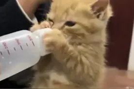 女生花10块钱买了只流浪猫，却被喵的干饭模样笑趴：这也太可爱了图片