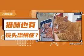 猫咪为啥爱躲镜头？4招教你拍出可爱猫咪照片图片