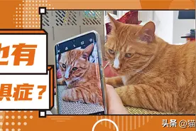 猫咪为啥爱躲镜头？4招教你拍出可爱猫咪照片图片