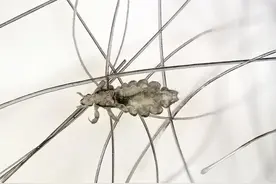 阴虱是什么？为何现在很多人会得阴虱？真正原因与这2个途径有关图片