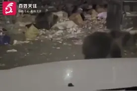 男子自驾西藏遇18头棕熊觅食，当事人：它们围着车踱步，还有熊爬到车上，政府：如遇危险可电话求助图片