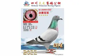“蜀道难”四川天元赛鸽2022获奖鸽赏析图片