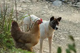 农村老辈说的“老狗成精 鸡不过五年”，究竟是什么意思？图片