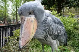 鲸头鹳，最强鸟类，也很有礼貌图片