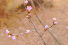 春有约，花不误！长春的“春”美出了圈图片