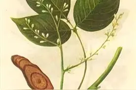 经脉不畅的特效药“鸡血藤”图片