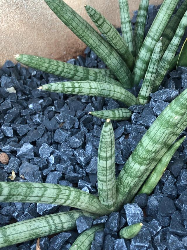 多肉植物佛手虎皮兰(佛手棒叶虎皮兰怎么养)-措必培