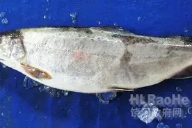 三花五罗之五罗图片