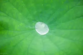 【中药简说】荷叶图片