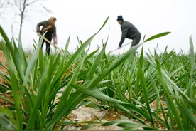 小麦春灌：第一水是越早越好吗？浇水时间怎么定？要注意哪些问题图片