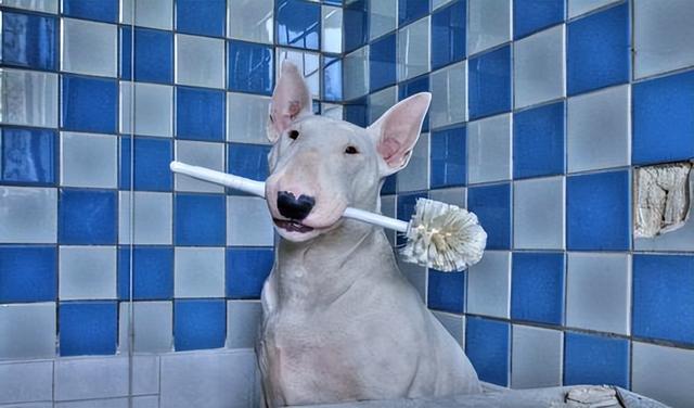 前阵子有一个特别火的梗,就是找那些跟明星撞脸的狗狗,而牛头梗就在这