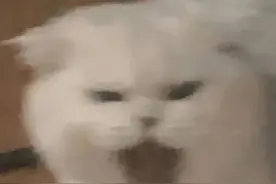 我不管表情包图片