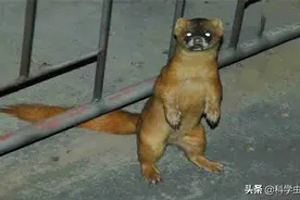 动物能“成精”吗？1997年黄鼠狼向一村民“讨封”，究竟是真是假图片