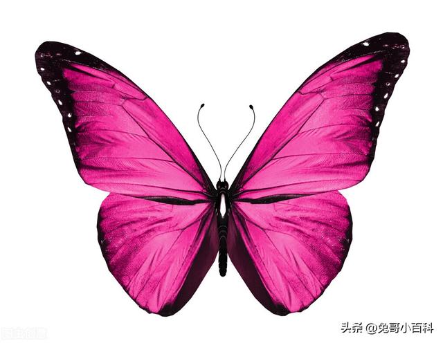蝴蝶王国