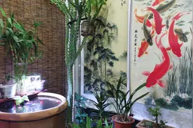 养鱼都有啥讲究？古法养鱼寓意？养几条鱼比较好？鱼缸怎么摆放？图片