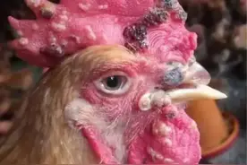 鸡引发鸡痘的原因 鸡的眼睛长鸡痘怎么办图片