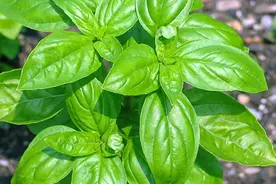 罗勒，药食两用的芳香植物图片