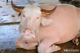 01年大叔花3400元买粉色水牛，20年后水牛价值28万，成宝贝图片