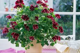 适合新手的6种花，一年到头花开不断，又多又美又好养图片