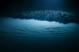 贝加尔湖的水量比江河还大？如此丰富的水量能滋养出多大的生物图片