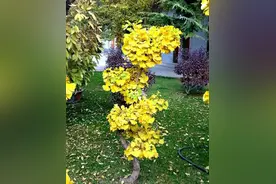 “3种树”很名贵，可却是街上绿化树，“捡”节枝条扦插，生根快图片