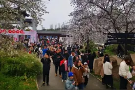 一担粮，带你走进樱花芬芳的世界图片