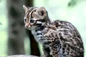 广东老太太捡了一只猫，长大后竟吃光所有家禽，求助后吓坏所有人图片