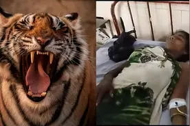 印度1岁孩子被老虎叼走，25岁母亲虎口救人！为何还要保护老虎？图片