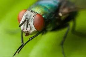 四川一女子拍下苍蝇端下自己的头，还活了很久，它到底在干什么？图片