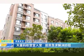 我家的“不速之客” ：大量蚂蚁登堂入室 居民急求解决妙招图片