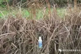 草甘膦这样复配，除草干净又彻底图片