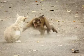 无比惨烈的猴狗大战：印度猴群对狗进行疯狂报复，250只狗被团灭图片
