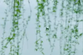 贺知章的诗，和余庆配上了！图片