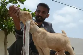 巴基斯坦“耳朵最长的山羊”，出生才几天，就成了当地的名羊图片