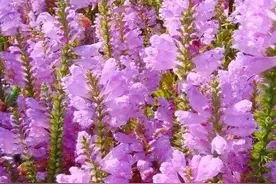 紫色芝麻花，蒸蒸日上，欣欣向荣，芝麻开花节节高图片