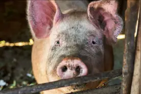 为何毒蛇再毒也杀不死猪？有科学依据能证明，猪是毒蛇的天敌吗？图片