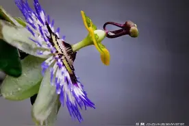 养一个孩子的恩情大，还是生一个孩子的恩情大？图片