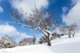 冬至快到了，俗语“冬至在月中，无棉也过冬”，今冬冷不冷呢？图片