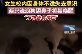 万物皆有灵性，女生因身体不适失去意识，两只流浪狗温柔将其唤醒图片